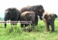 Sườn đậu nành
kiểu Nê-pan
