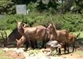 Khoai tây nhồi kiểu Tiệp Khắc
và nước trái cây hồi phục tươi trẻ
