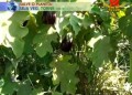 همراه با عشق - ساندویچ کبابی وگان (به زبان انگلیسی)