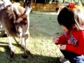 پیکسی مرغابی پکن - آه، دوباره راه رفتن و شنا کردن!
