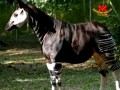 Khoai tây xào rau cải 
kiểu Kenya truyền thống
