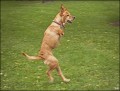 Faith, the Brave Little Dog Who Stands Tall